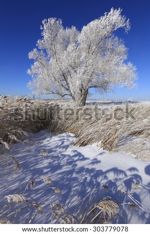 beautiful winter landscape trees in hoarfrost in the snow-covered field on a sunny day