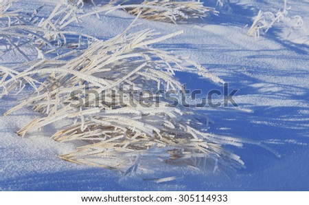 Isolated close-up of frost on a dry grass in a field in winter