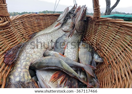 close-up freshly caught fish in a wicker basket on the river bank