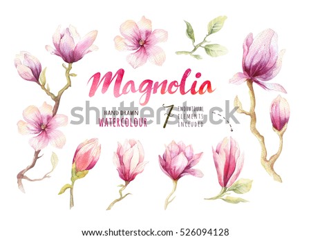 Watercolor Painting Magnolia blossom flower wallpaper decoration art. Hand drawn isolated closeup tree floral illustration. Decorative natural flowers element. Vintage art watecolour background.