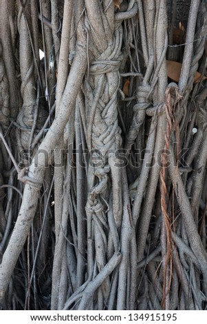 Bodhi tree root.
