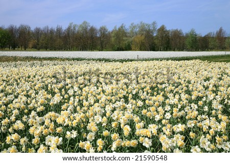 Field full of jonquils and narcissuses.  Dutch landscape by spring. Netherlands.