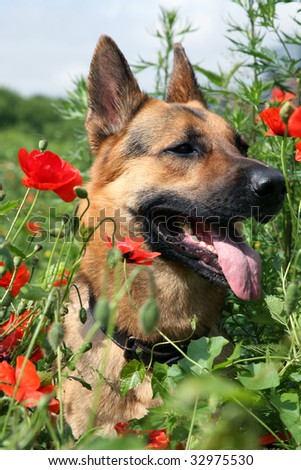 Portrait of the Alsatian ( German Shepherd Dog )  sitting on field with poppies. The breathless dog is resting after the play amongst summer, wild flowers in the hot day.