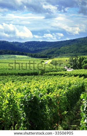 Route des vines in Alsace - France, Vosges Mountains. Vineyard. French country.