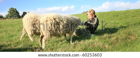 The boy is feeding sheep on the meadow. Skudde - the most primitive sheep breed in Europe