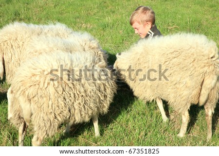 The boy is feeding sheep on the meadow by sunset. Skudde - the most primitive and smallest sheep breed in Europe on the field in Pasterka village in Poland.