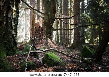 Old beech and the stump of felled trees. Forest near a small village Pasterka in Poland, Table ( Stolowe ) Mountains.