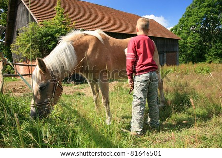 A boy cleans a horse - Haflinger