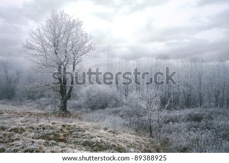 Trees in misty, gloomy winter day. Pasterka village in Poland. Beginning of winter.
