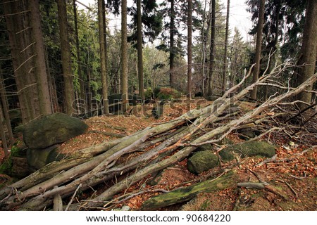 Storm damaged beech tree fell. Very windy weather