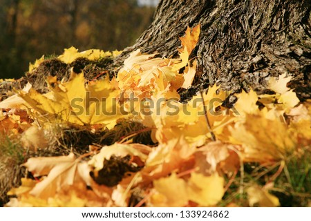 Gold autumn leaves maple by sunset , season specific