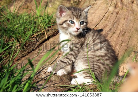 Little grey striped hair  kitten on green grass by sunset. Favorites, domestic pet.