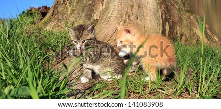 Little grey striped hair cat and  little red hair  kitten playing in the garden by sunset. Favorites, domestic pets.