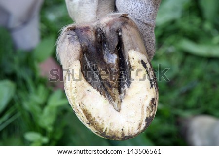 Deformed, neglected horse\'s hooves after cleaning the natural way