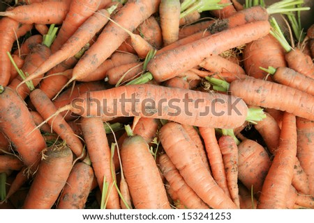 Eco carrots on the patch in the vegetable garden. Organic vegetable production in the home garden.