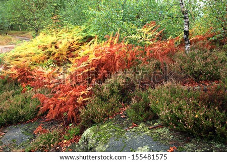 Colorful autumn mountains garden. Ferns and heather around the rocks on the mountain slopes. Autumn colors palette