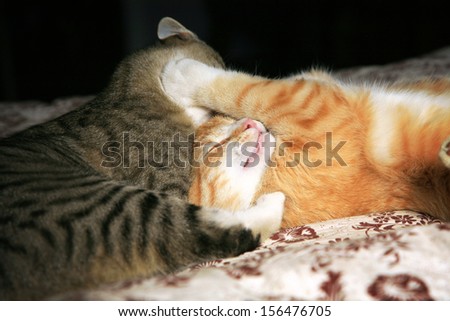 Two young cats play in the fight. Animal instinct.