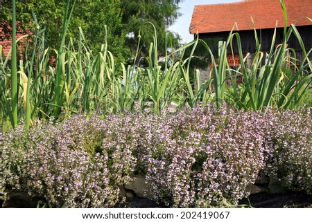 Thyme and garlic in eco-friendly backyard formal garden, vegetable garden.