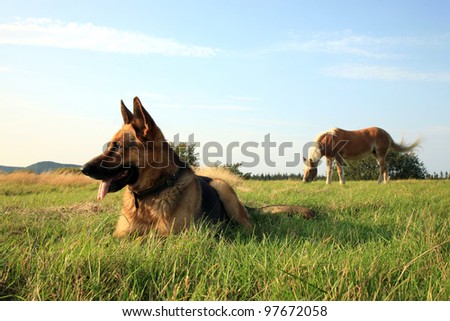 Portrait of a beautiful german shepherd or alsatian dog lying in the grass  and observation.