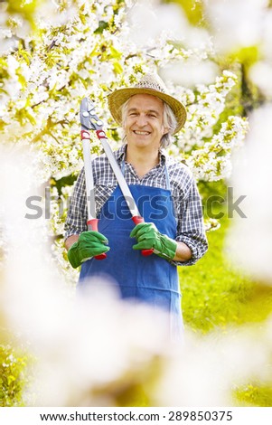 Cherry flowers in the garden and man with branch scissors