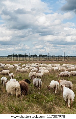Flock of grazing sheep. This is an image of a flock of grazing sheep in the Dutch heathlands with a dramatic cloudy sky.