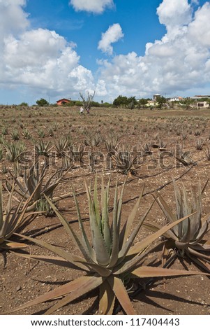 Aloe Plantation. Plantation where Aloe is grown for the production of a variety of Aloe Vera based products.