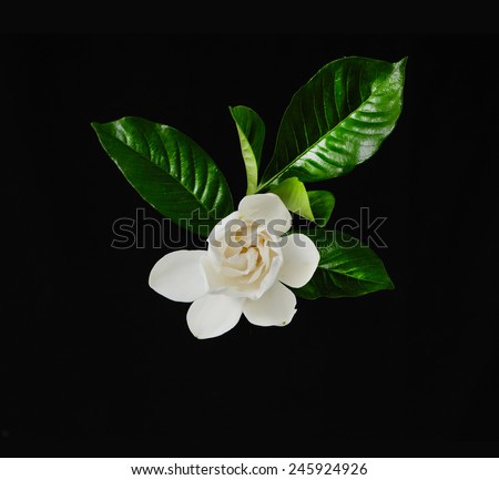 white gardenia flowers with green leaves on black background