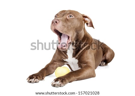 dog breed pit bull with an apple on a white background in studio