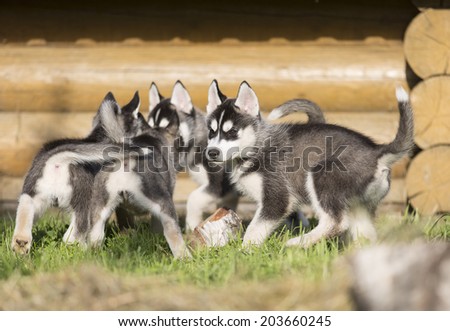 Siberian Husky puppies in nature