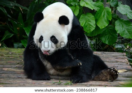 Singapore - December 4, 2014: Kai Kai, a male Giant Panda resident of the Singapore River Safari sits on a wooden platform. His tongue is visible as he licks his nose. The panda is native to China.