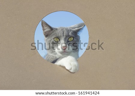 Cat with a foot in a hole