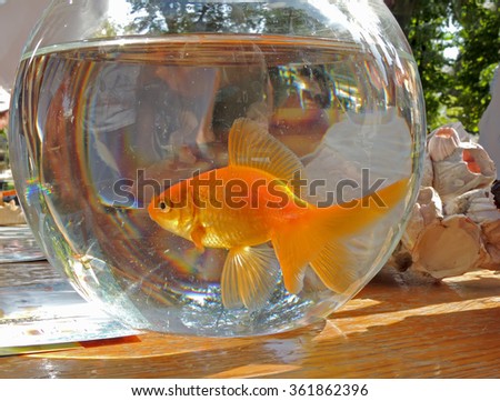 Domesticated ornamental freshwater aquarium fish Goldfish (Carassius auratus)  in the aquarium