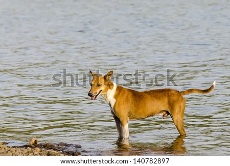 A dog relaxing in water on a hot summer day.