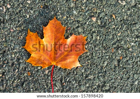 An Autumn leave on a Pavement