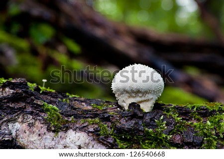 Pear-shaped Puffball (Lycoperdon pyriforme) on wet dead wood
