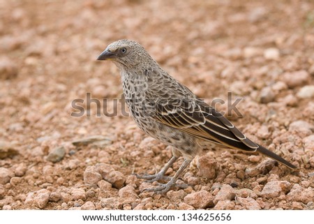 Rufous-tailed Weaver on the ground in the Serengeti National Park, Tanzania