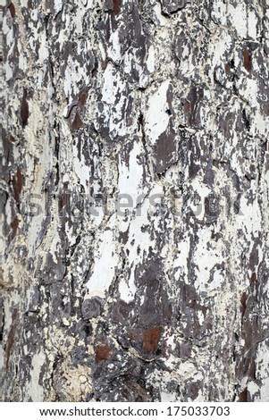 Tree Body Background Texture