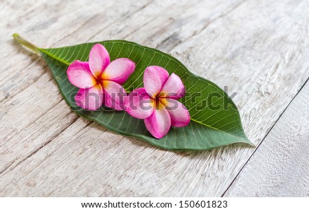 plumeria frangipani flower closeup on leave