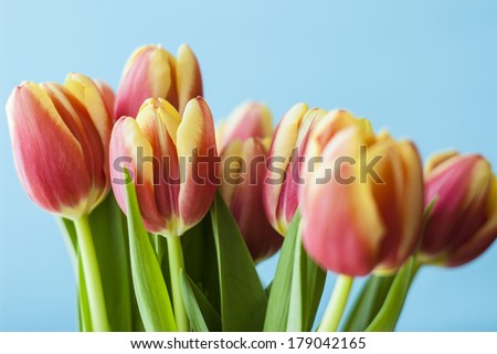 Beautiful bouquet of tulips with light blue background. Picture with short depth of field & blurred parts.