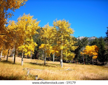 Aspen trees in full fall color with clear blue sky, pine trees in background.