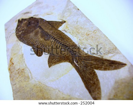 Fossilized Herring Fish.\
\
Lower \