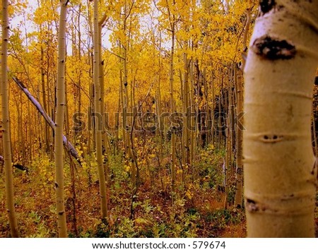 Colorado aspens in their full fall colors for the season of autumn. Summer giving way to autumn.