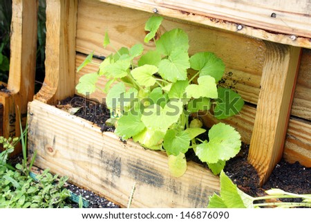 A young yellow squash plant growing in a slightly modified wooden pallet.