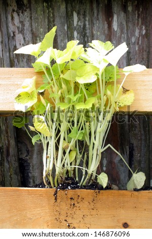 A young squash plant growing in a slightly modified wooden pallet.