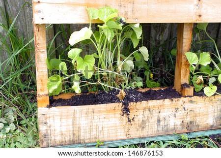 A young cantaloupe plant growing in a slightly modified wooden pallet.