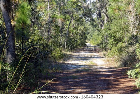 A sandy trail winds it way through a southern pine forest.