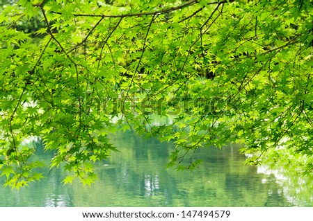 The pond on the maple leaves