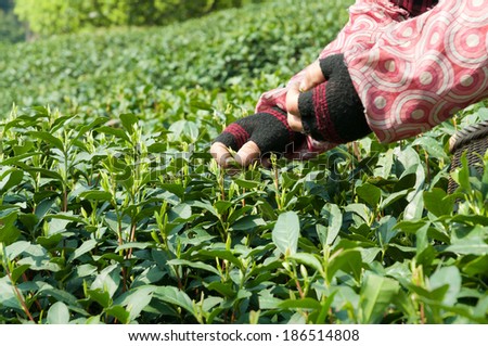 In spring, female tea plucking workers in hangzhou west lake longjing tea plantation picking China