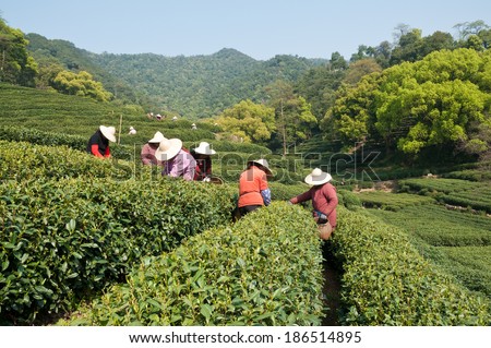 In spring, female tea plucking workers in hangzhou west lake longjing tea plantation picking ? China