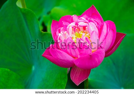 Beautiful pink lotus flowers ready to bloom